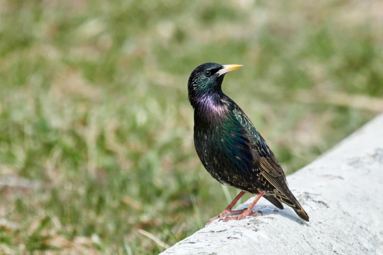 a small black bird perched on a cement slab