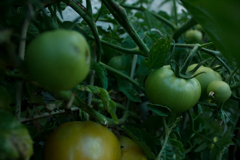 green tomatoes growing on a vine with leaves