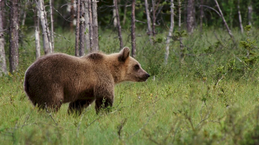 there is a bear that is walking in the woods