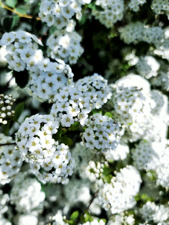 a white bush with tiny white flowers in full bloom