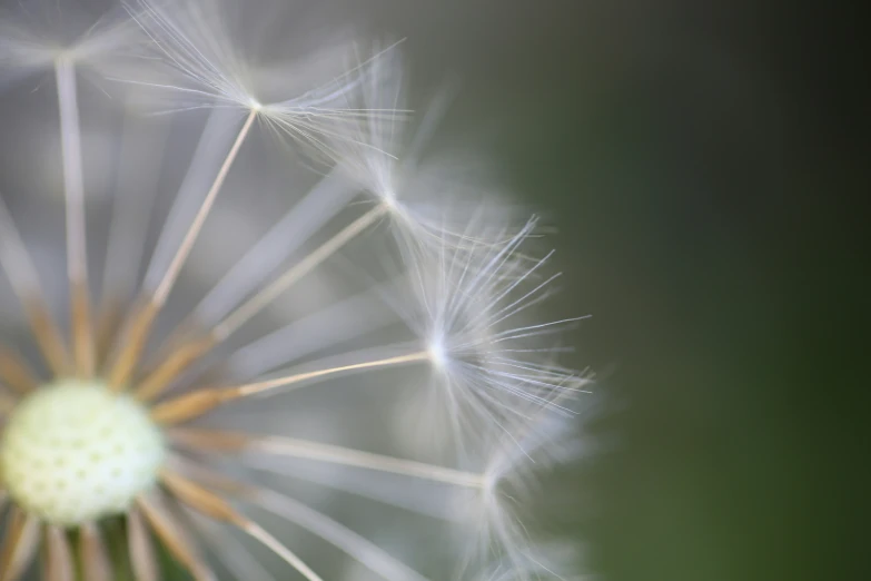 this dandelion is blowing very quickly into the wind