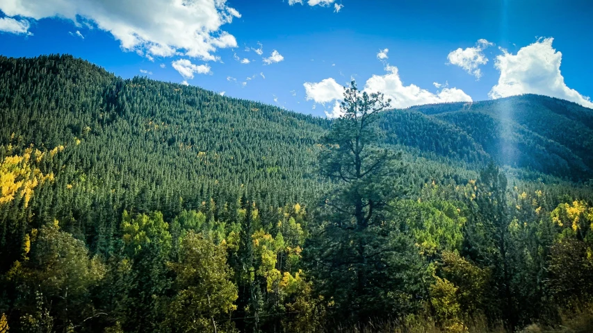 a scenic image with a large group of trees on a hillside