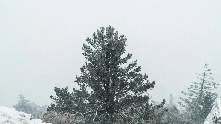 an image of trees that are out in the snow