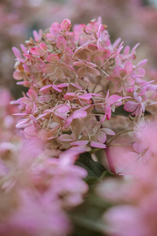 some flowers that are blooming on a sunny day