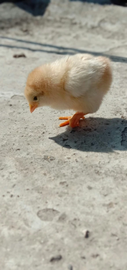 a white bird is standing on a sidewalk