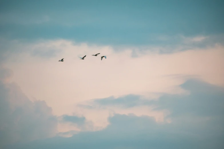 some birds flying in formation under a cloudy blue sky