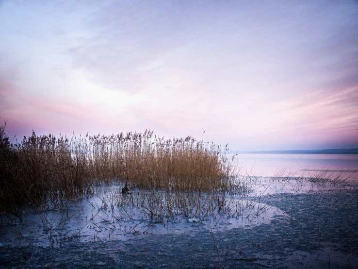 there is a body of water with tall grass at sunset