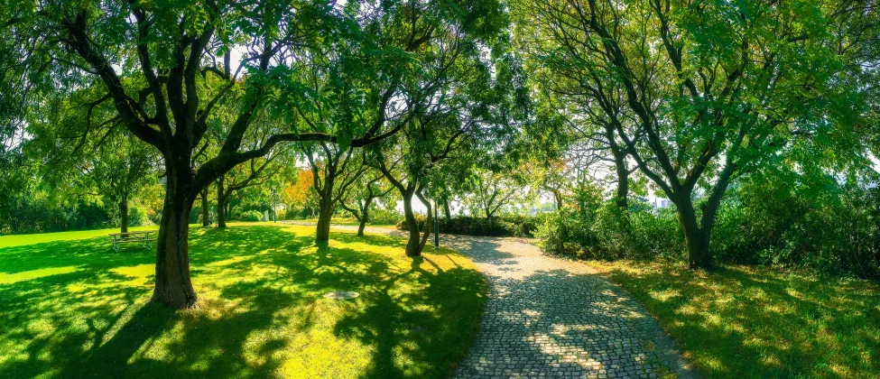 a path that is surrounded by trees and grass