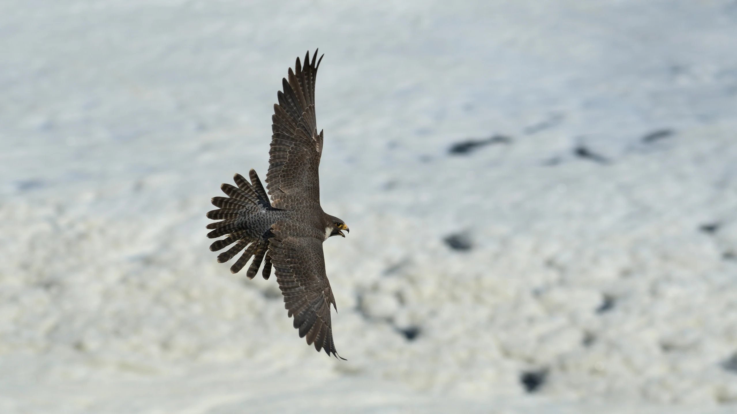 a bird of prey flying over the snow