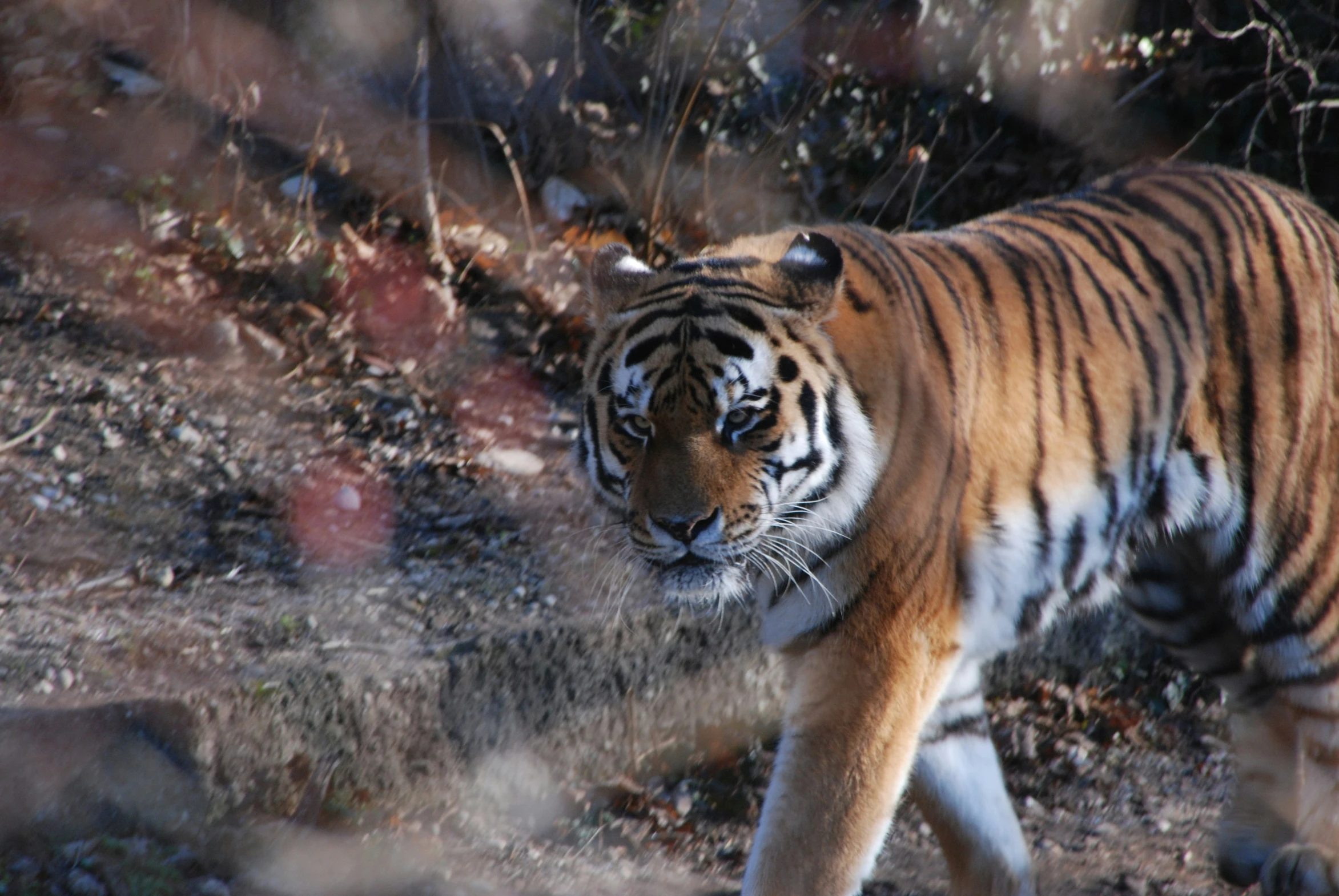 tiger walking on the ground behind bushes and a bush