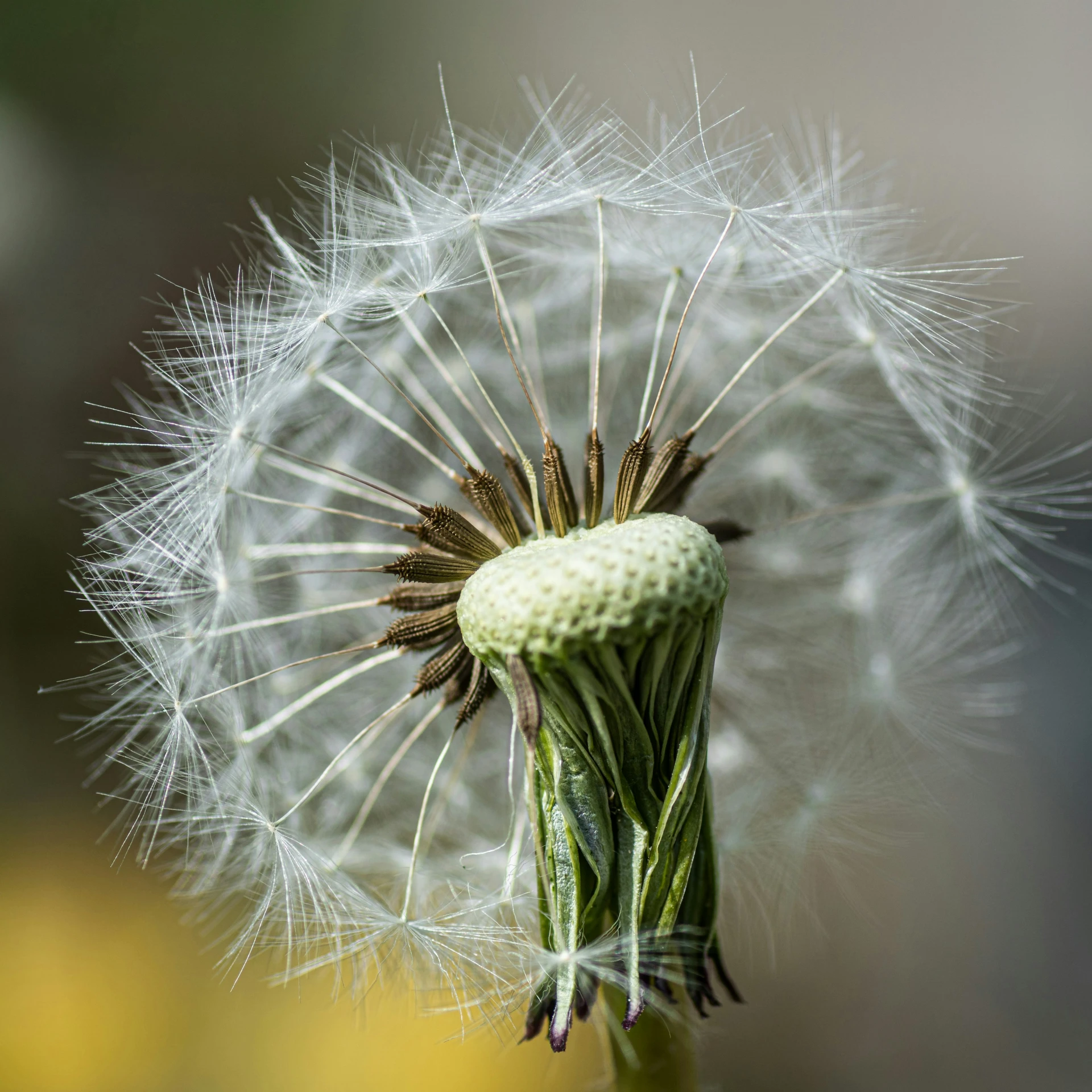 a single dandelion blowing in the wind, surrounded by wildflowers