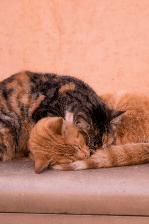 a couple of cats laying down next to each other