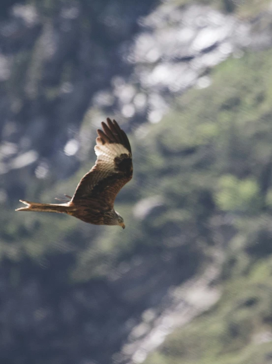 a small bird is flying through the sky