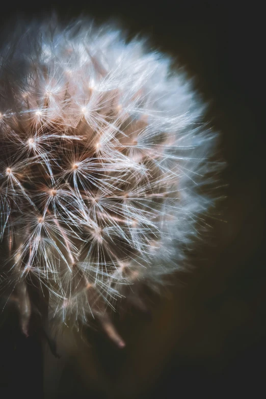 closeup of a dandelion in color with blurry background