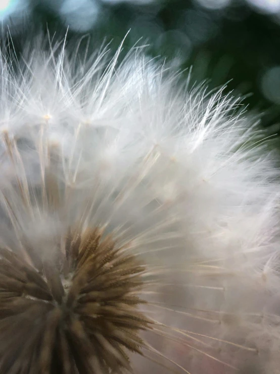 this picture is of a dandelion blowing in the wind