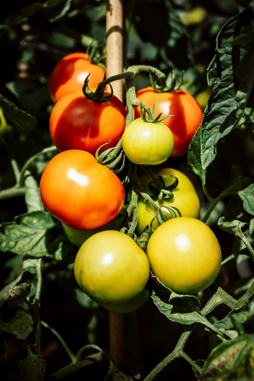 four tomatoes on the vine, all ready to be picked