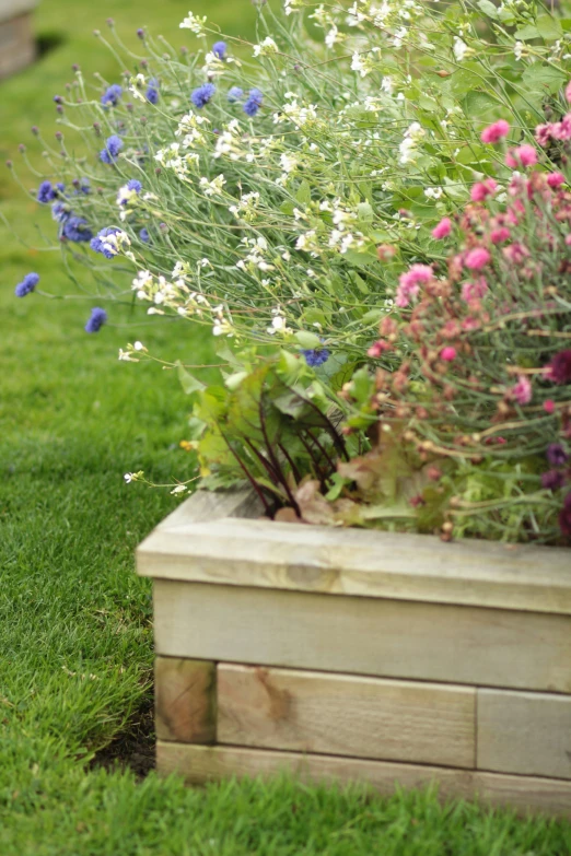 an assortment of garden plants in a planter