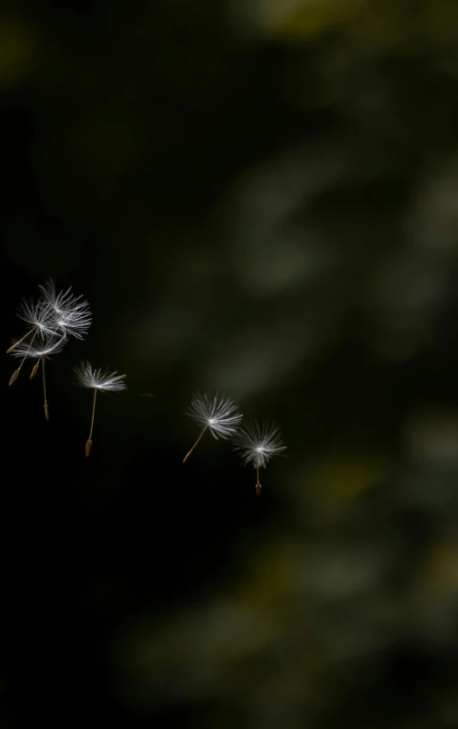 dandelion falling into the air in a black and white po