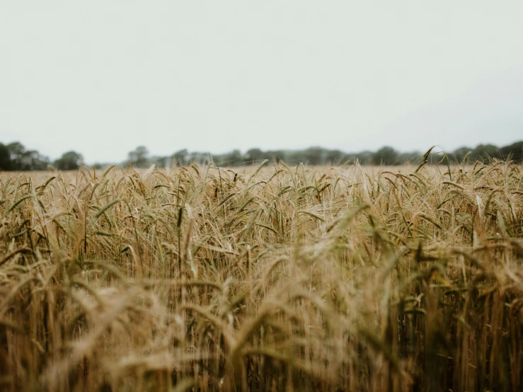 an empty road near a field of wheat