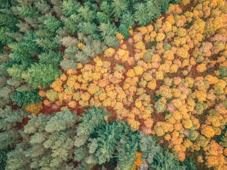 an aerial s of colorful trees with bright orange flowers