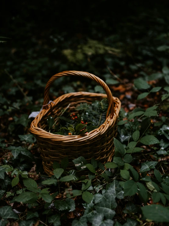 a basket on the ground full of plants
