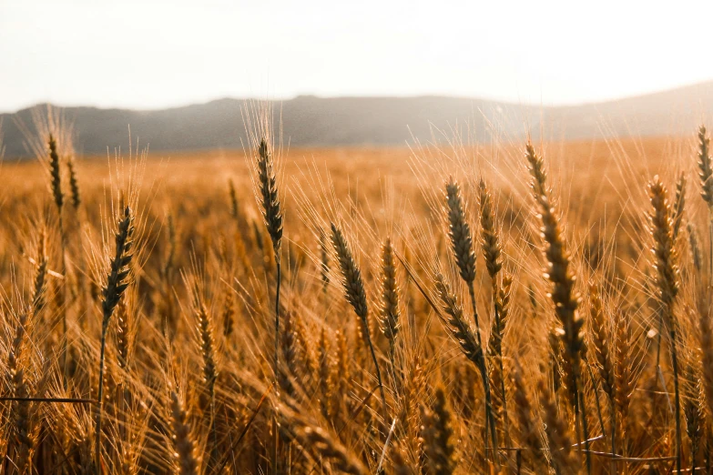 a field with lots of tall grass on top of it