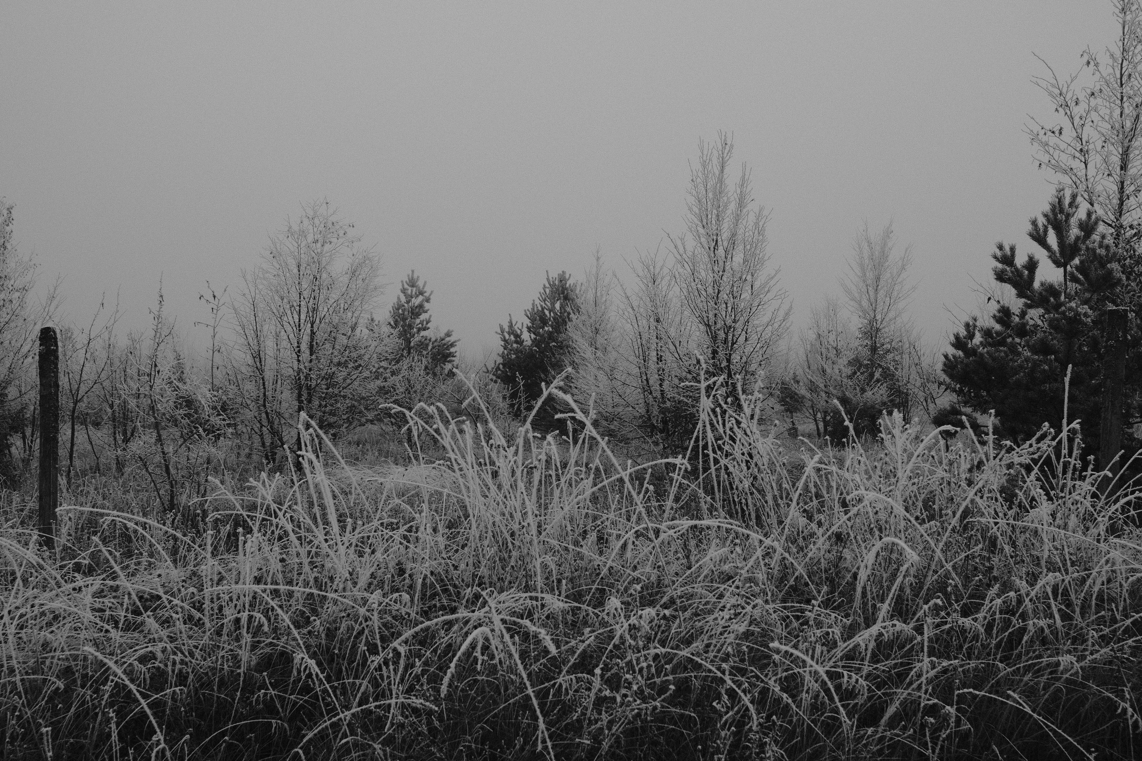 an image of a foggy forest scene with tall grass