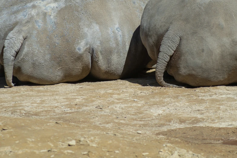 a couple of elephants laying down next to each other