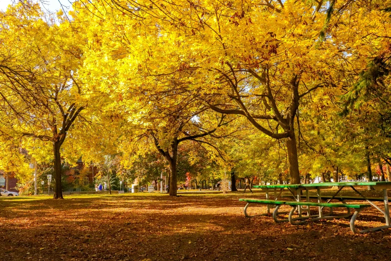 a park with benches and autumn leaves on the ground