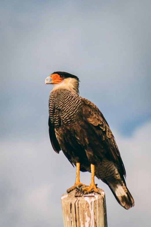 a bird sits on a post outside in the day