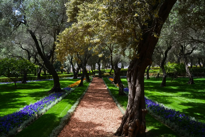 the path has purple flowers growing next to it