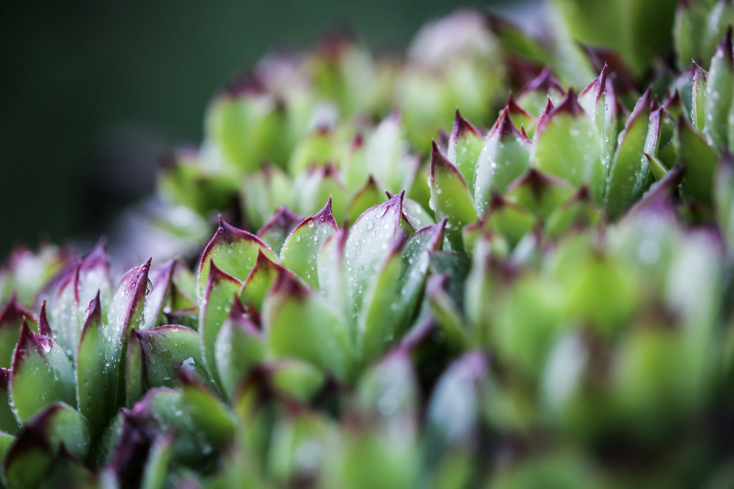 a green flower with red leaves that has water drops