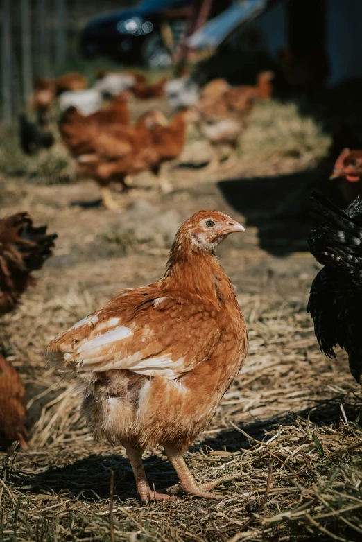 chickens walk along the straw on the ground