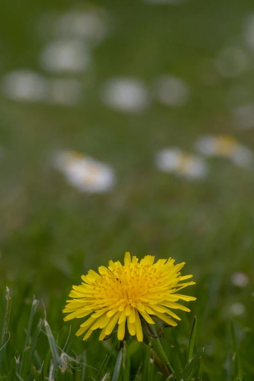 the yellow flower is on the grassy plain