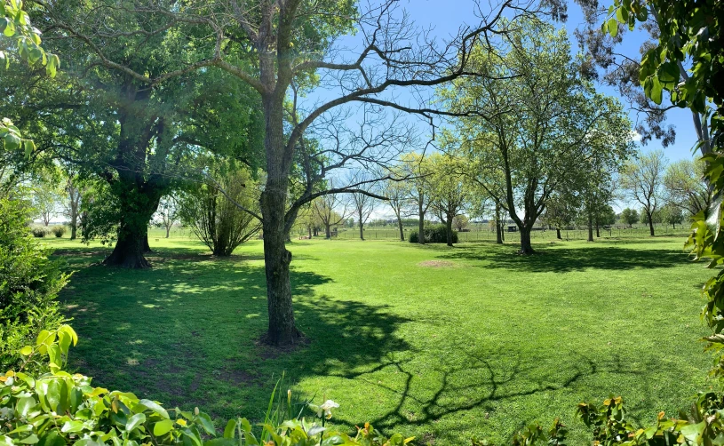 two large trees and a green grassy field