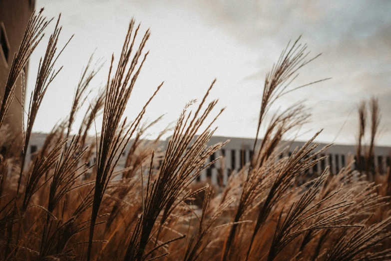 the tall brown grass is next to a building