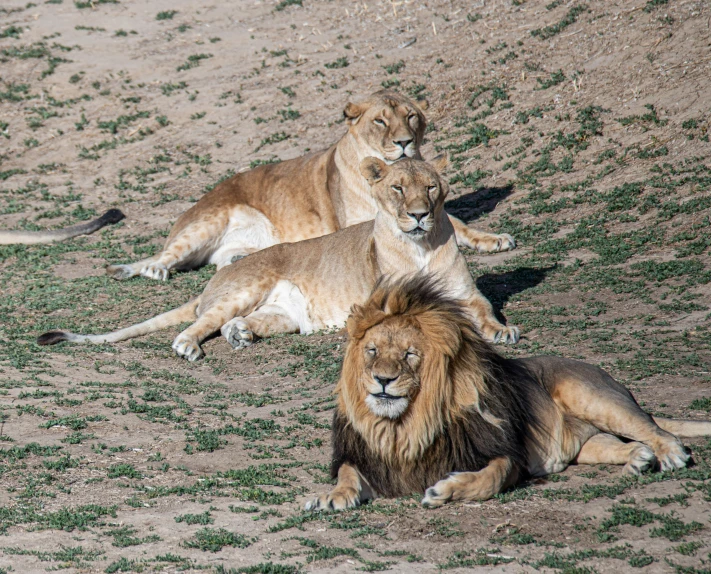 two large lions resting on the ground next to each other