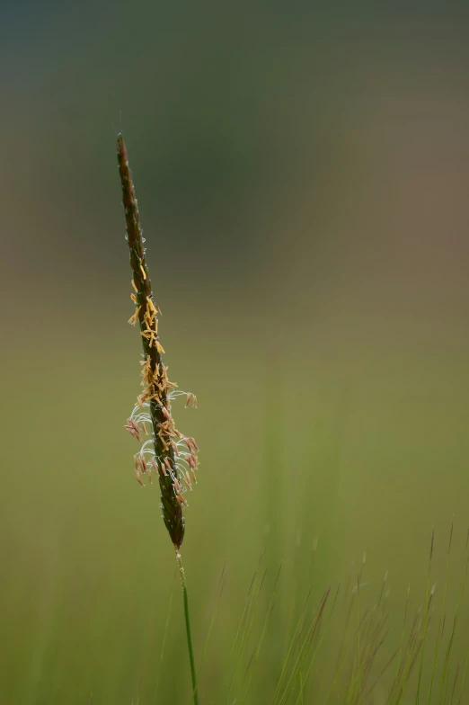 a grass flower is in a field with water droplets