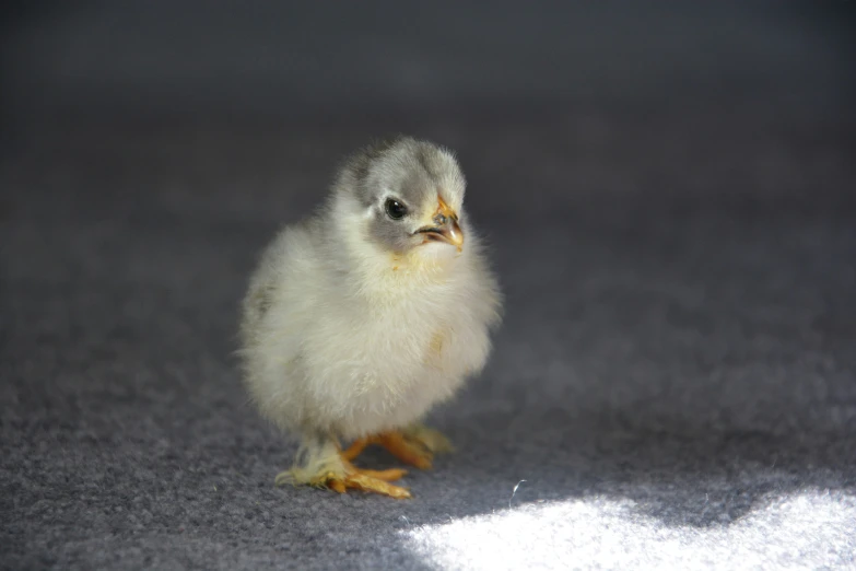 a little baby chicken stands on the floor