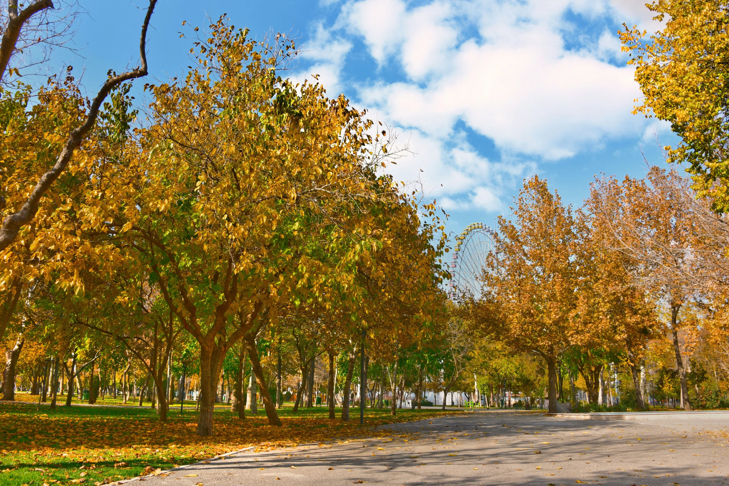 many trees with yellow leaves all along a walkway