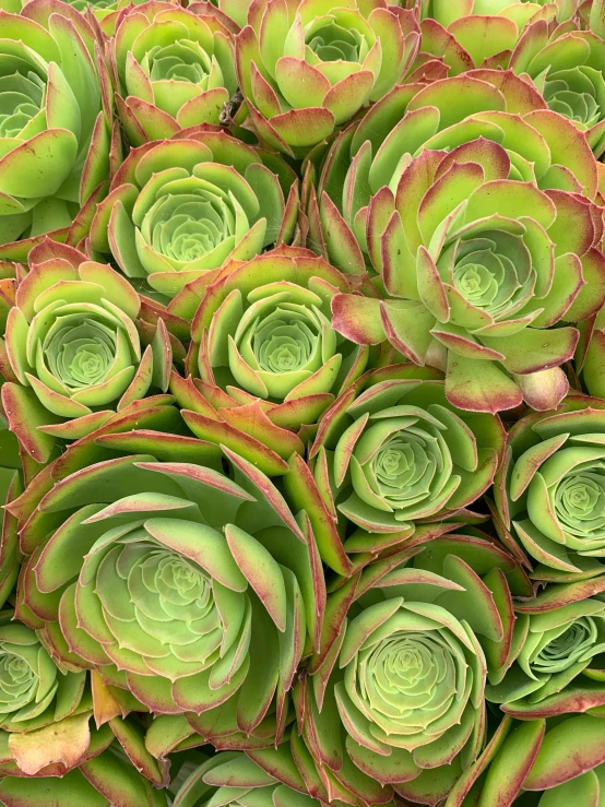 a close up view of a group of green plants