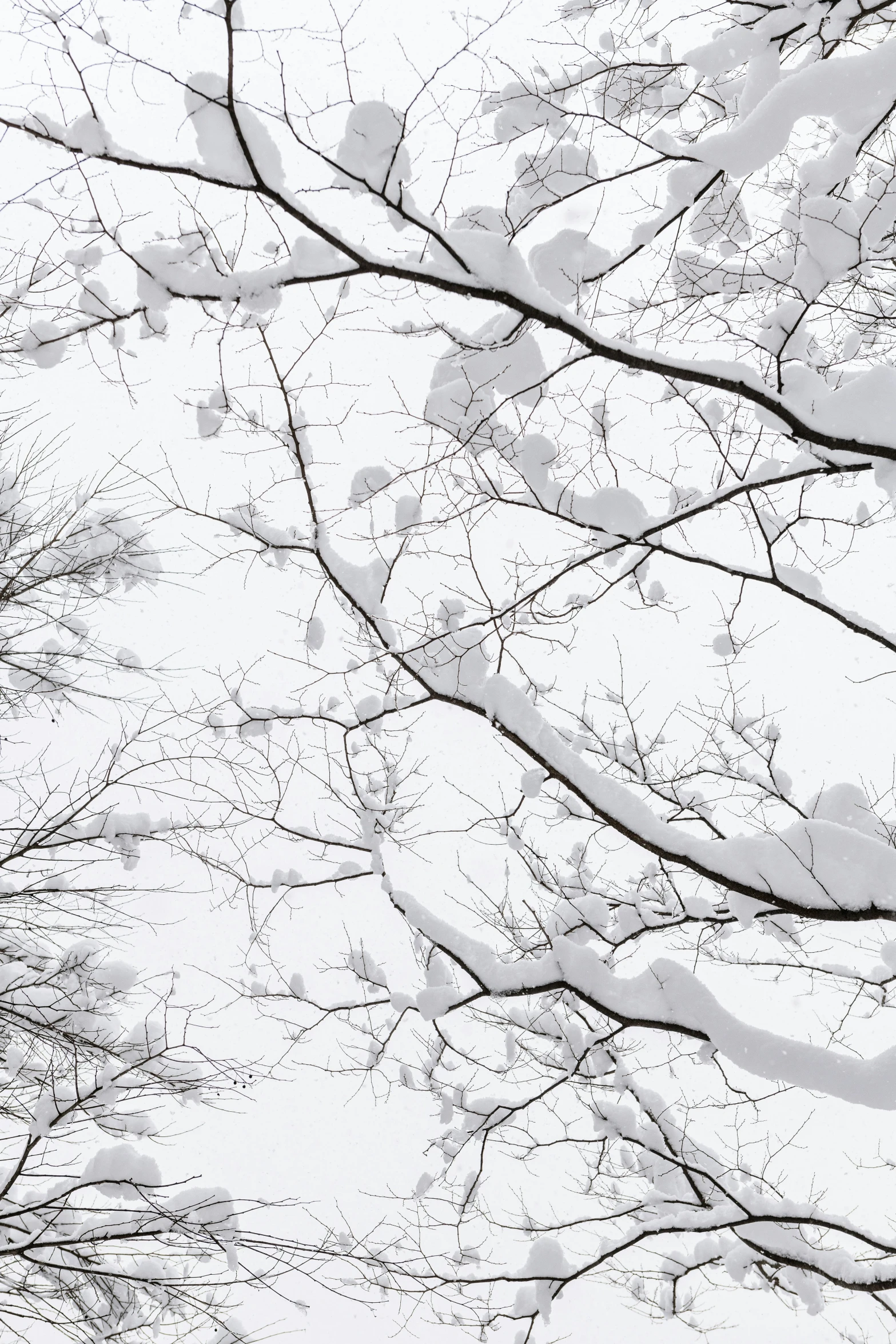 the top of tree nches, in the winter time