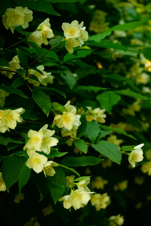 some white flowers are on a bush and green leaves