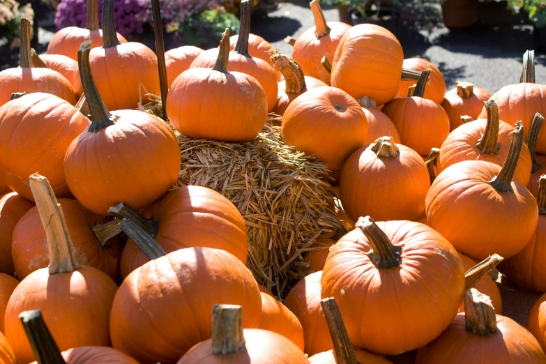 large pumpkins in hay piled up at the planter