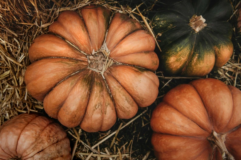 four pumpkins that are laying in the grass