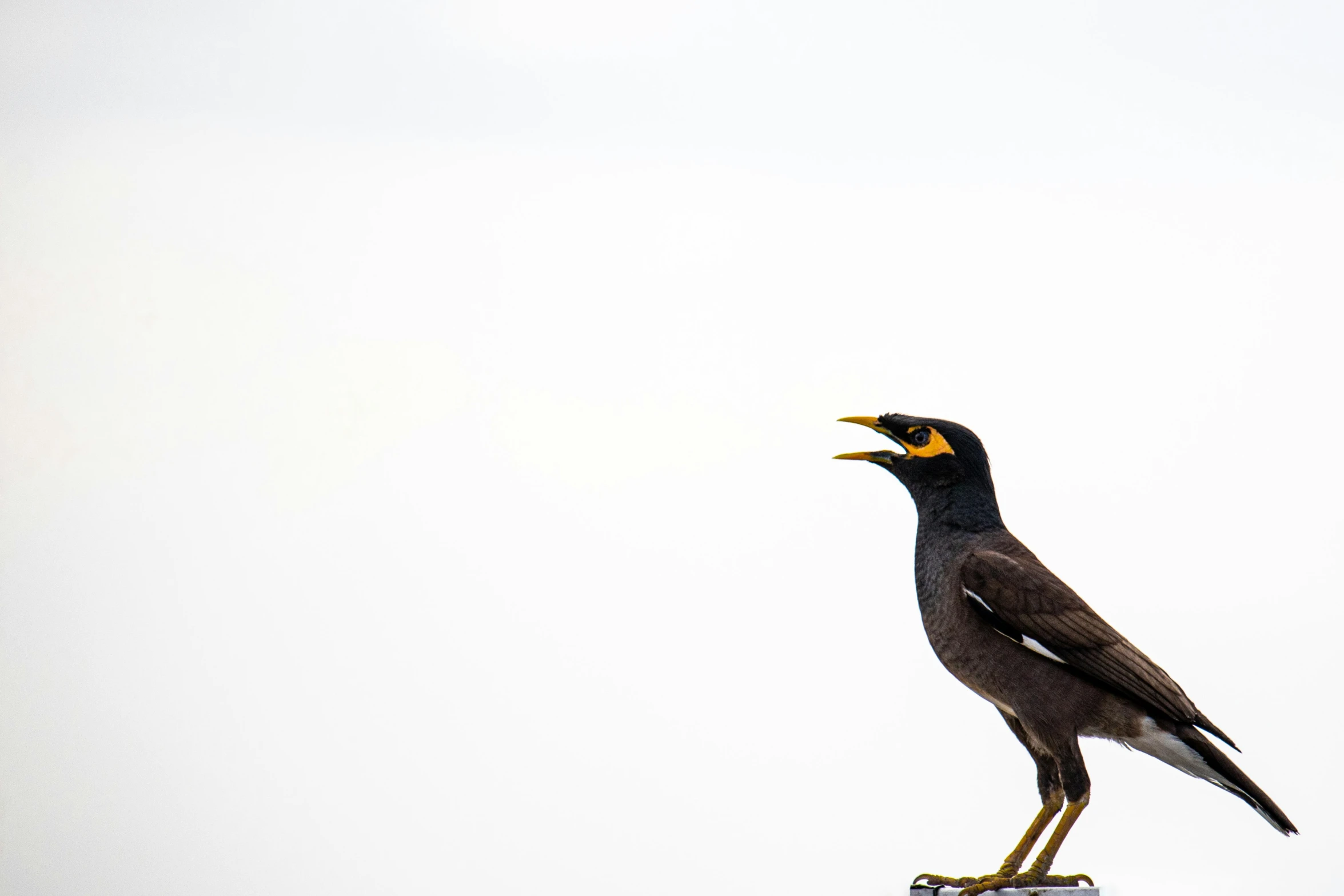 a black and yellow bird standing on top of a rock