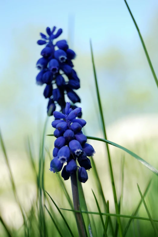 the blue flowers are starting to flower against the backdrop of green grass