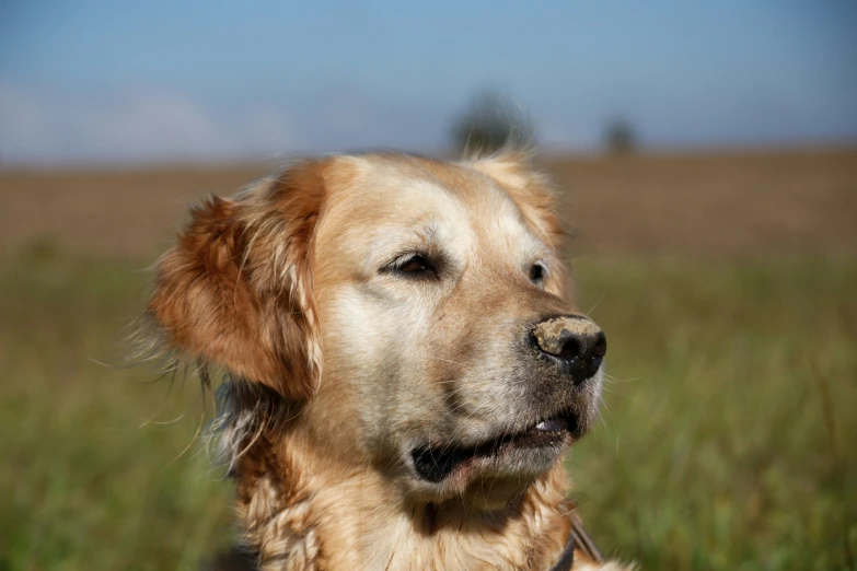 a dog is standing in the grass with a sky background