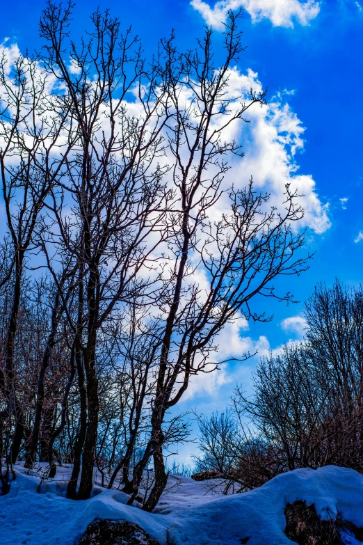 a tree in a forest with a blue sky and some white clouds