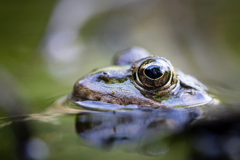 a close up of a frog's face submerged in water